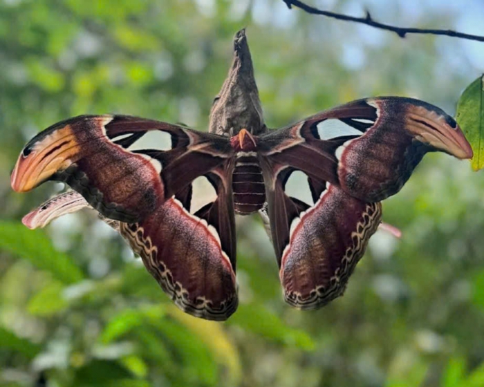 Kich chuot de phong to anh